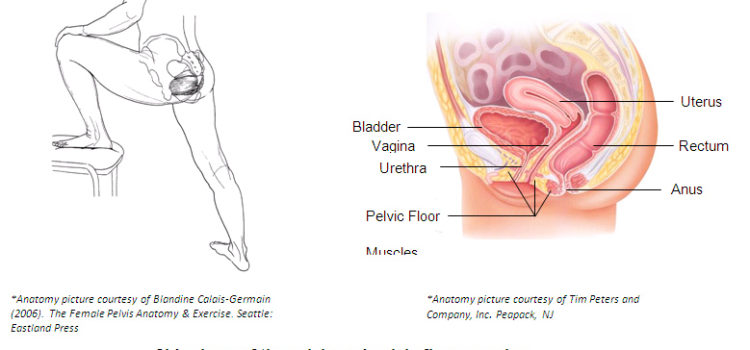 Why The Pelvic Floor Muscles Is A Big Deal Why The Pelvic Floor Muscles Is A Big Deal