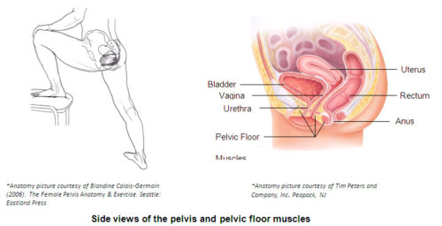 Why The Pelvic Floor Muscles Is A Big Deal