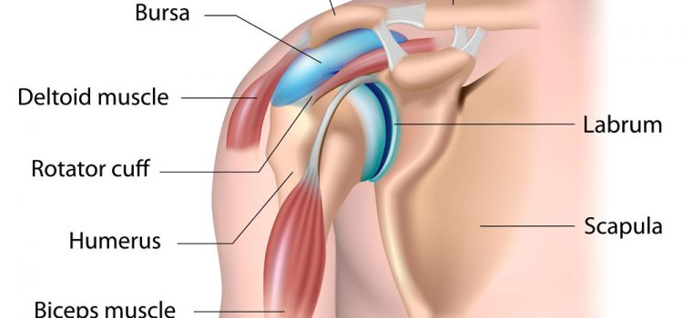 Let’s Talk About The Shoulder
