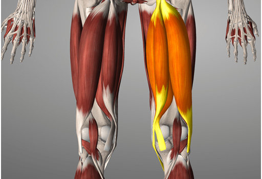 Why Do Muscles Feel Tight?