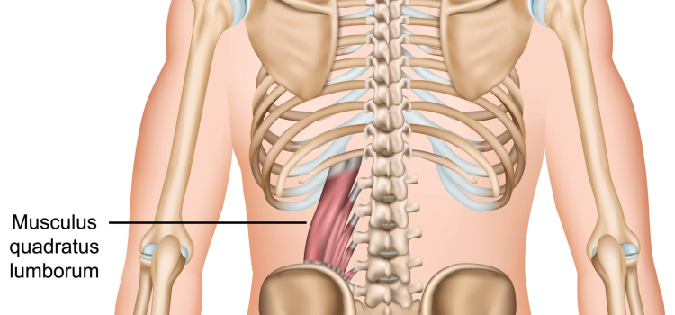 Love Handles and Lower Back Pain: Understanding the Quadratus Lumborum