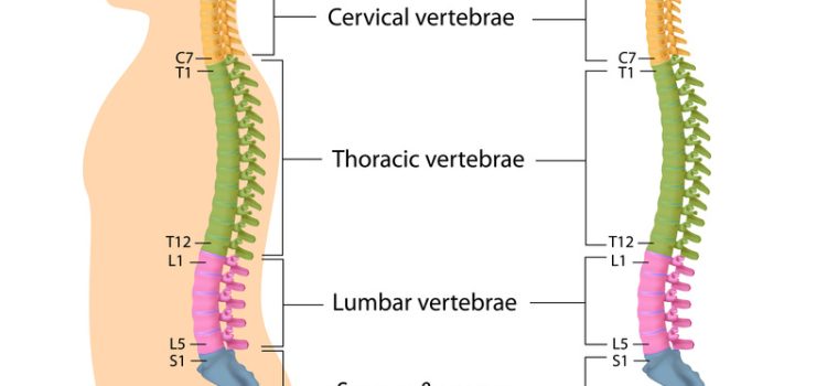 Understanding your spine: Why back pain doesn’t always mean damage.